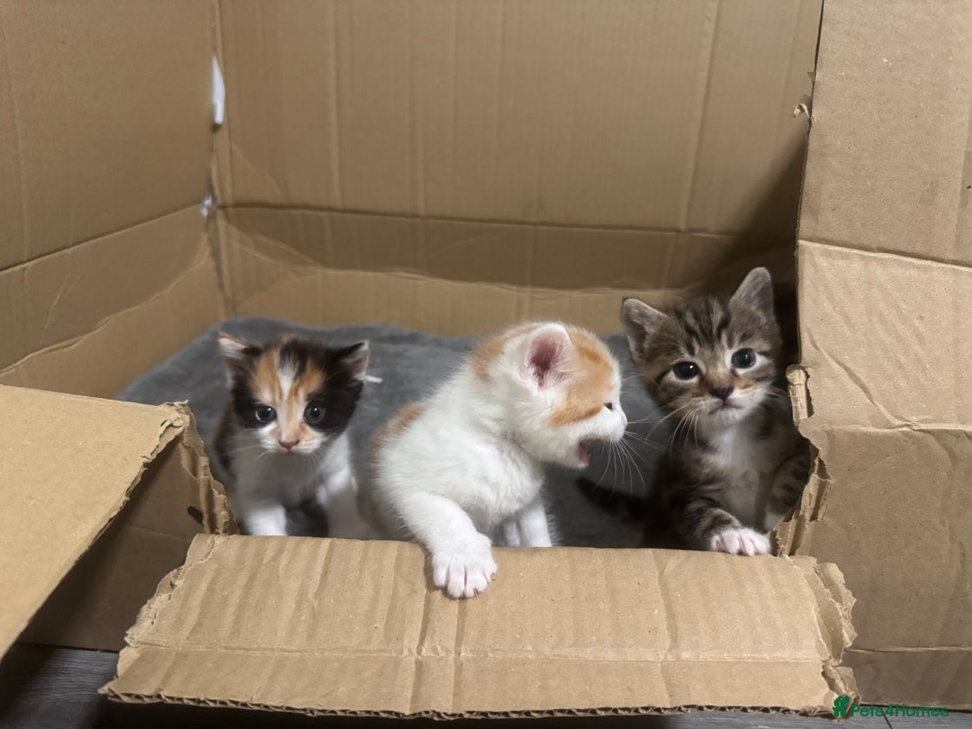 Domestic Shorthair cats for sale: 3 beautiful kittens - Image 3