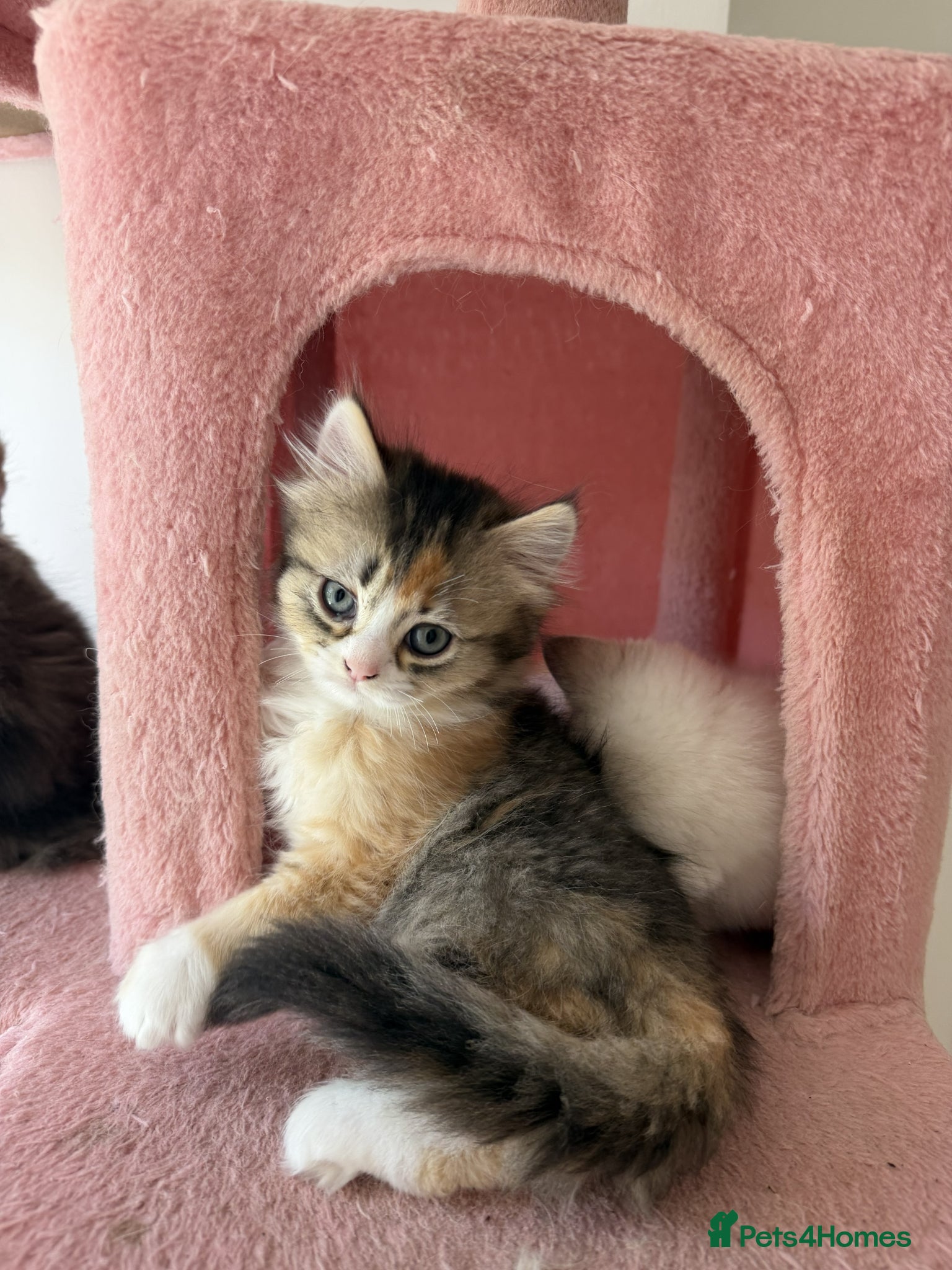 British Longhair cats for sale: adorable British longhair & shorthair Ready now - Advert 9
