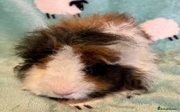 Guinea Pig rodents for sale: Pure Bred Texel Boar - Image 3