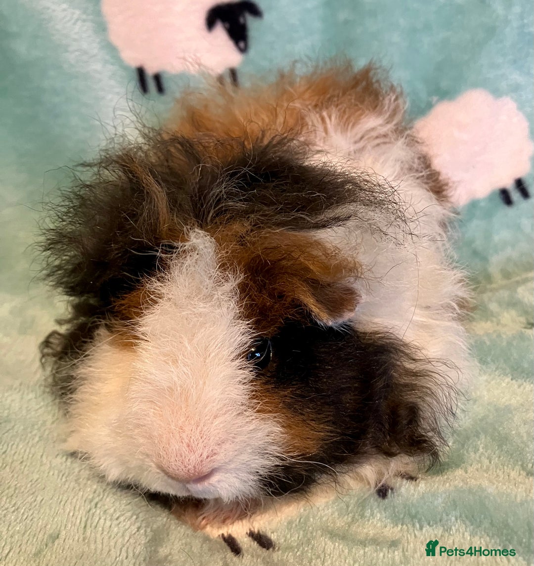 Guinea Pig rodents for sale: Pure Bred Texel Boar - Image 3