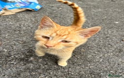 Mixed Breed cats for sale: Gorgeous farm/house kittens  - Image 5