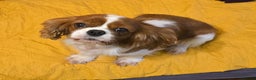 Cavalier King Charles Spaniel dogs for adoption: NIKA – Cavalier King Charles Spaniel (Female) - Advert 1