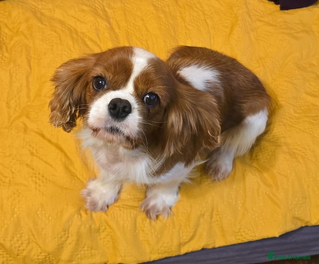 Cavalier King Charles Spaniel dogs for adoption: NIKA – Cavalier King Charles Spaniel (Female) - Advert 1