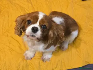 Cavalier King Charles Spaniel dogs NIKA – Cavalier King Charles Spaniel (Female) - Advert 7