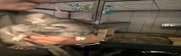 Chinchilla rodents for sale: Triplet boys  - Advert 6