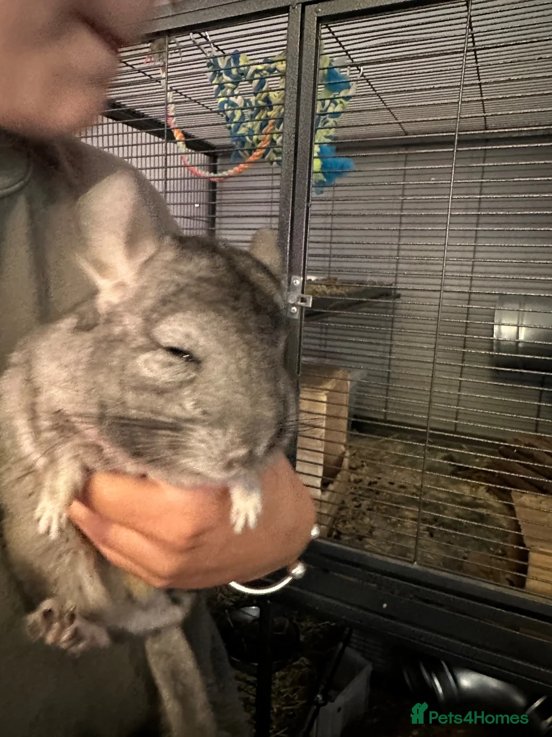 Chinchilla rodents for sale: Triplet boys  - Advert 6