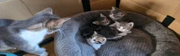 Mixed Breed cats for sale: Kittens ready for their forever home  - Advert 13