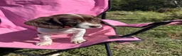 English Springer Spaniel dogs for sale: English springer spaniel pups for sale - Advert 27