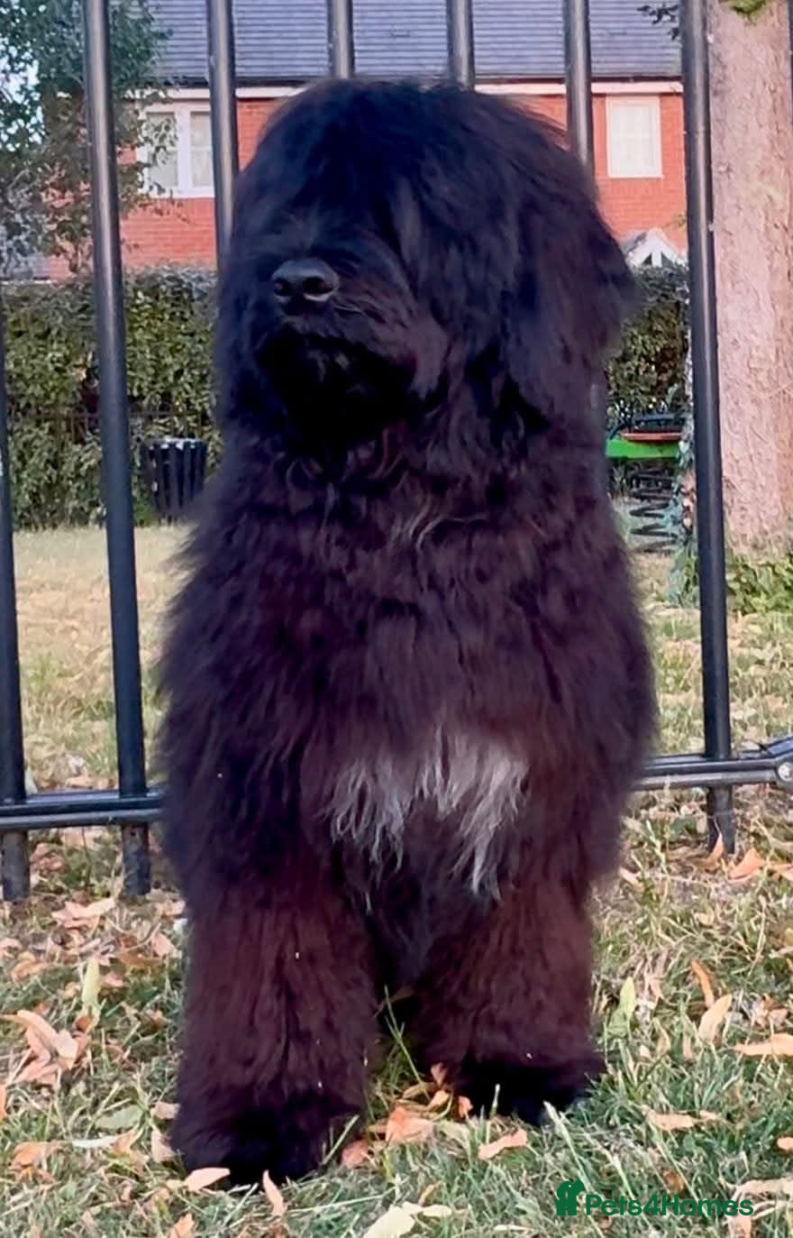 Portuguese Water Dog dogs Stunning girl available - Advert 1