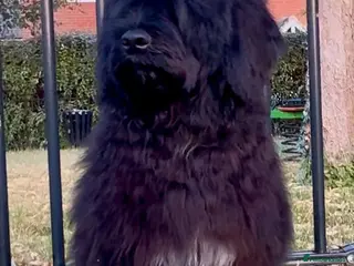 Portuguese Water Dog dogs Stunning girl available - Advert 1