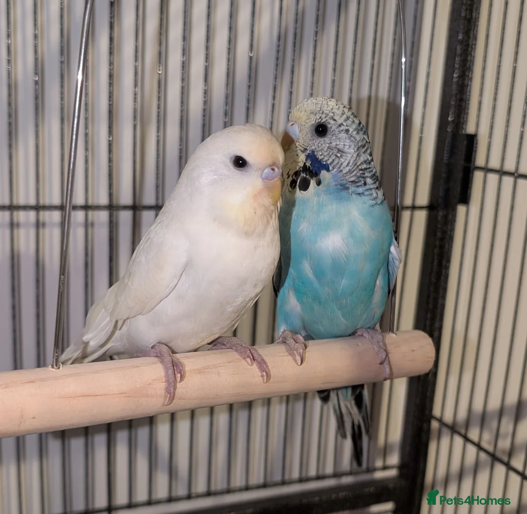 Budgerigars birds for sale: Budgies - Advert 2