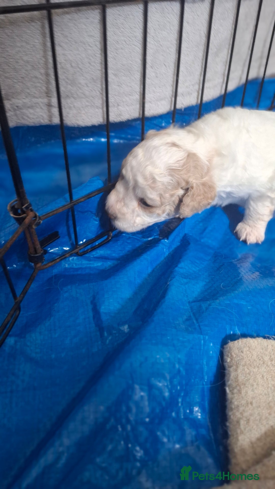 Cockapoo dogs for sale: Mr cassidy - Image 5