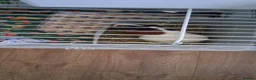 Guinea Pig rodents for sale: Male guinea pig - Advert 2