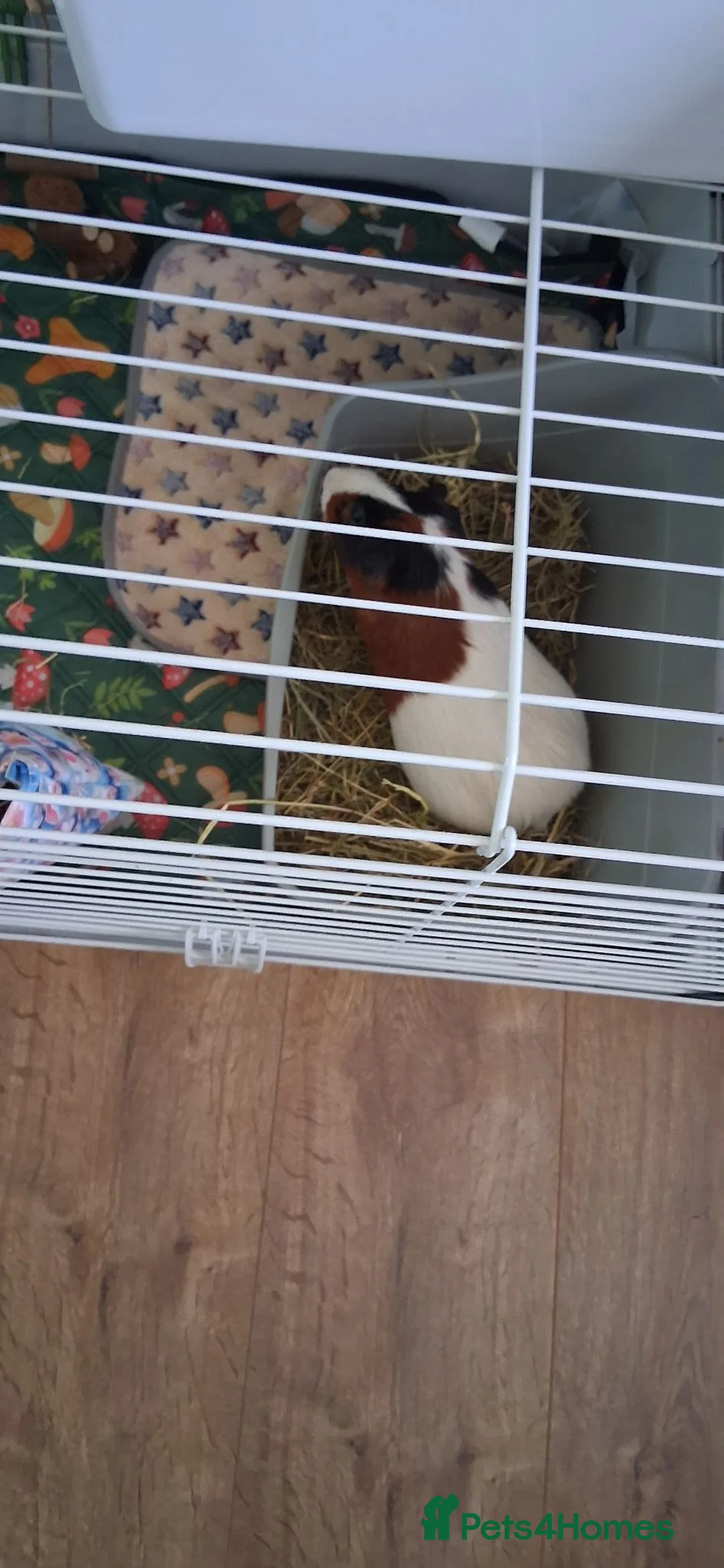 Guinea Pig rodents for sale: Male guinea pig - Advert 2