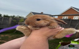Mini Lop rabbits for sale: 2 mini lop girls available  - Image 9