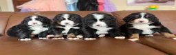 Mixed Breed dogs for sale: Labernese puppies for sale - Advert 4