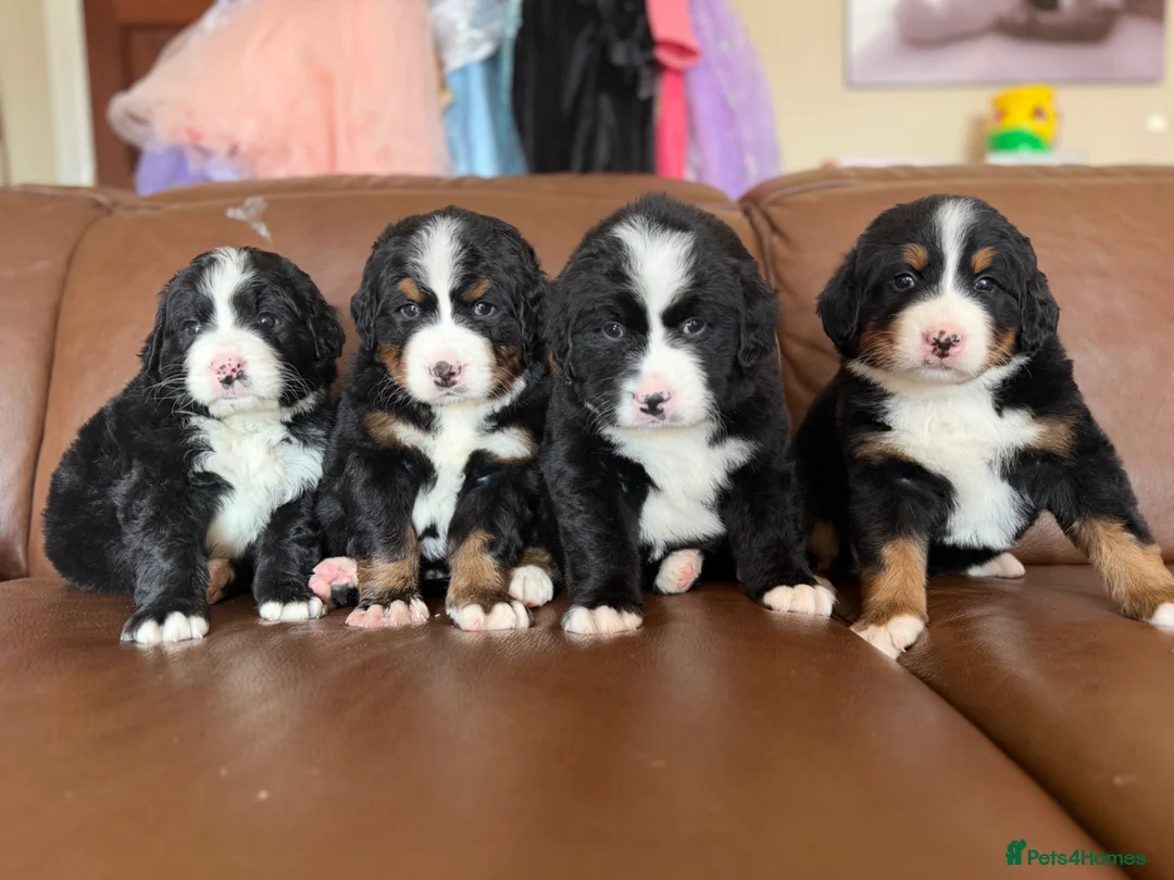 Mixed Breed dogs for sale: Labernese puppies for sale - Advert 4
