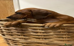 Rhodesian Ridgeback dogs for sale: Stunning Rhodisian Ridgeback Girls - Image 10