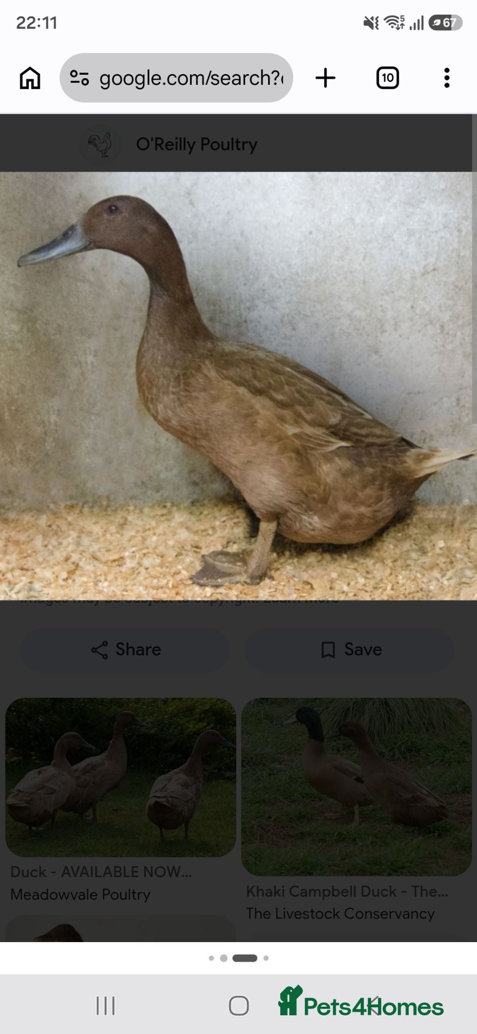 Ducks poultry Khaki Gambell  - Advert 15