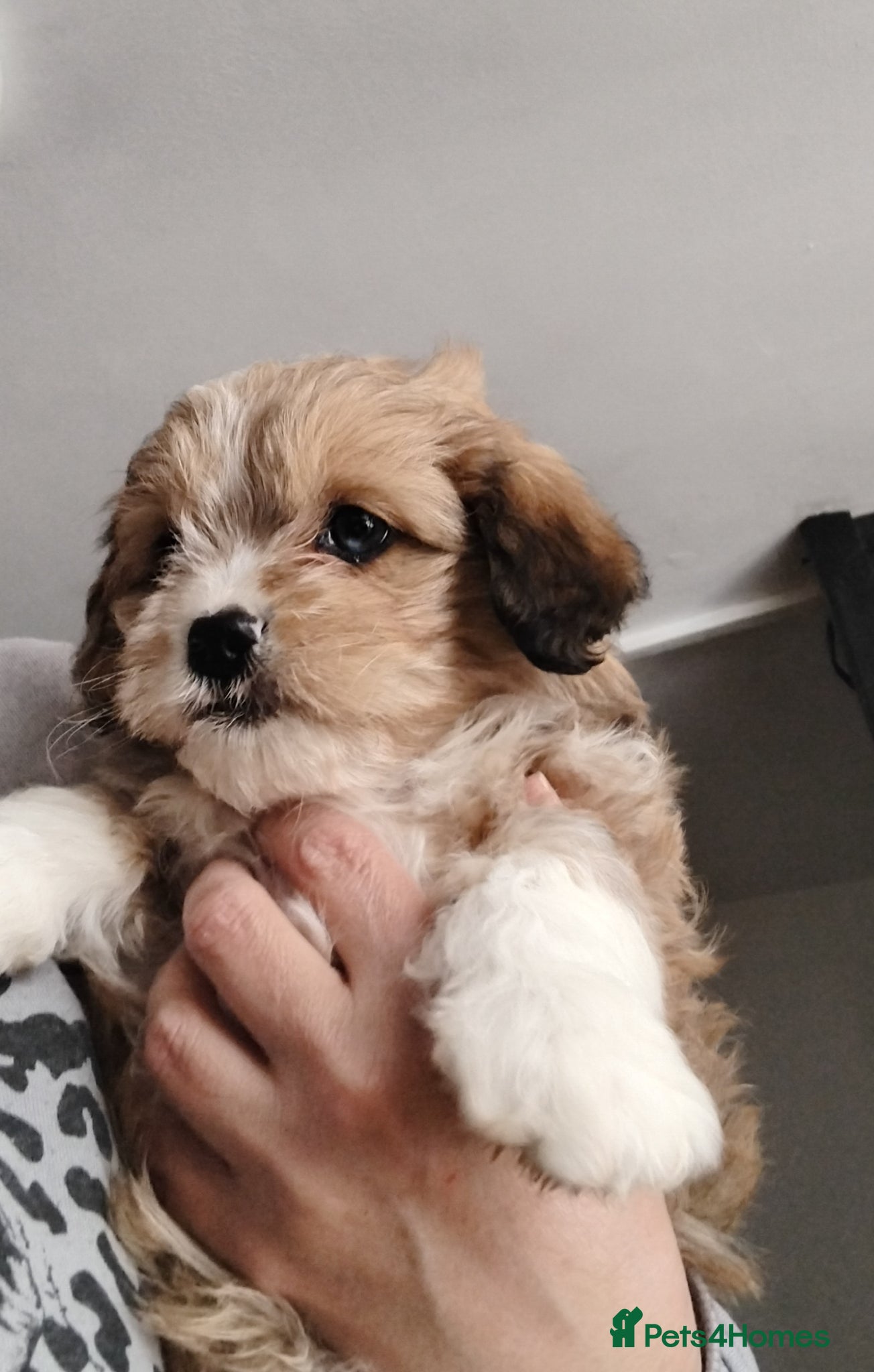 Shihpoo dogs Beautiful shihpoo puppys  - Advert 9
