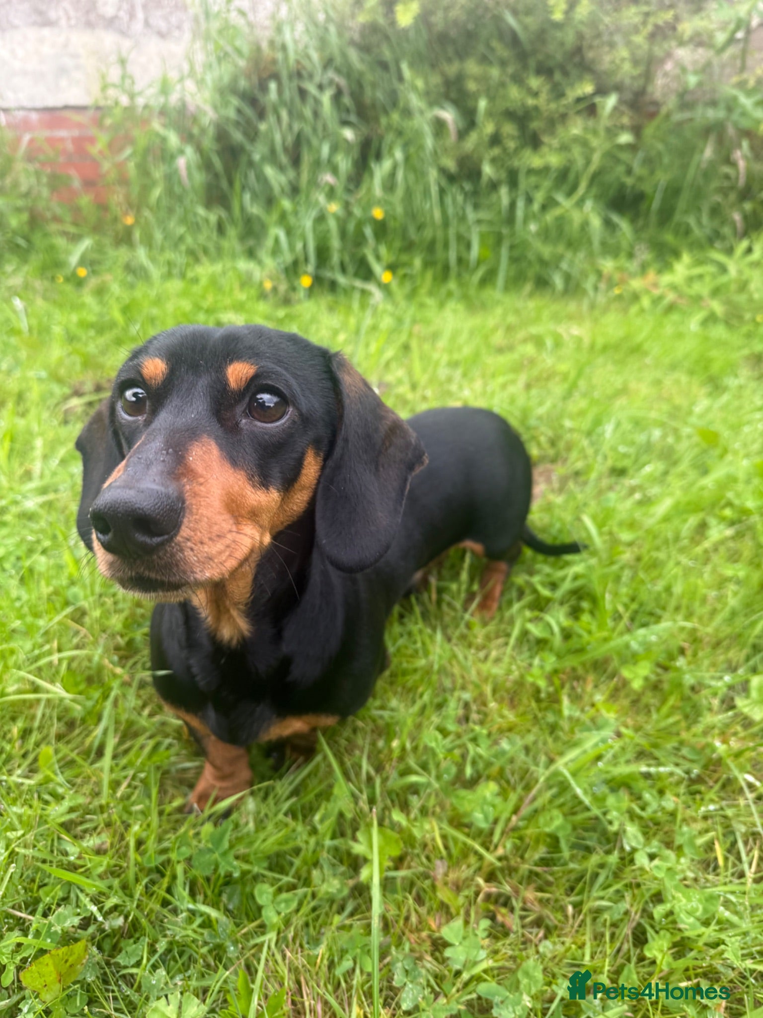 Miniature Dachshund dogs Sad rehome of 2 year old mini Dach  - Advert 4