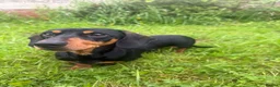 Miniature Dachshund dogs for sale: Sad rehome of 2 year old mini Dach  - Advert 1