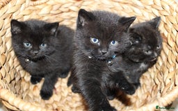 Mixed Breed cats for sale: BRITISH SHORT HAIR MIX  - Image 16