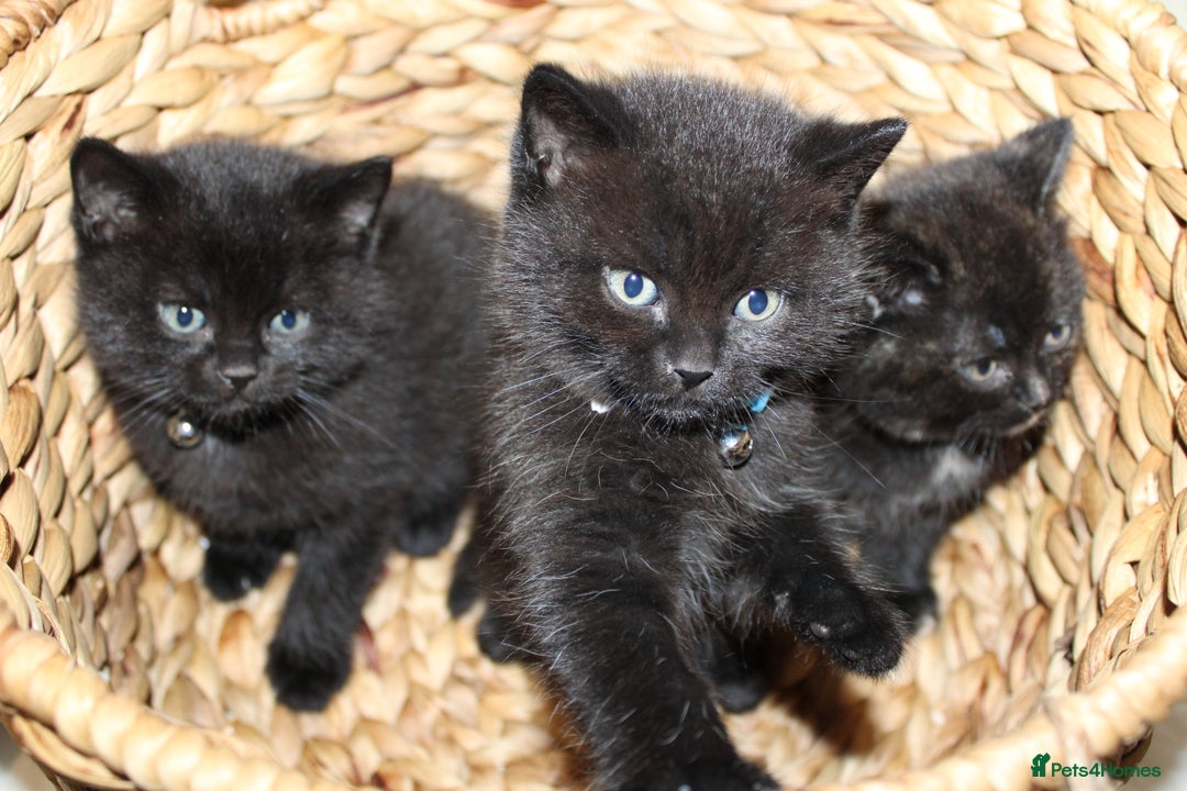 Mixed Breed cats for sale: BRITISH SHORT HAIR MIX  - Image 16