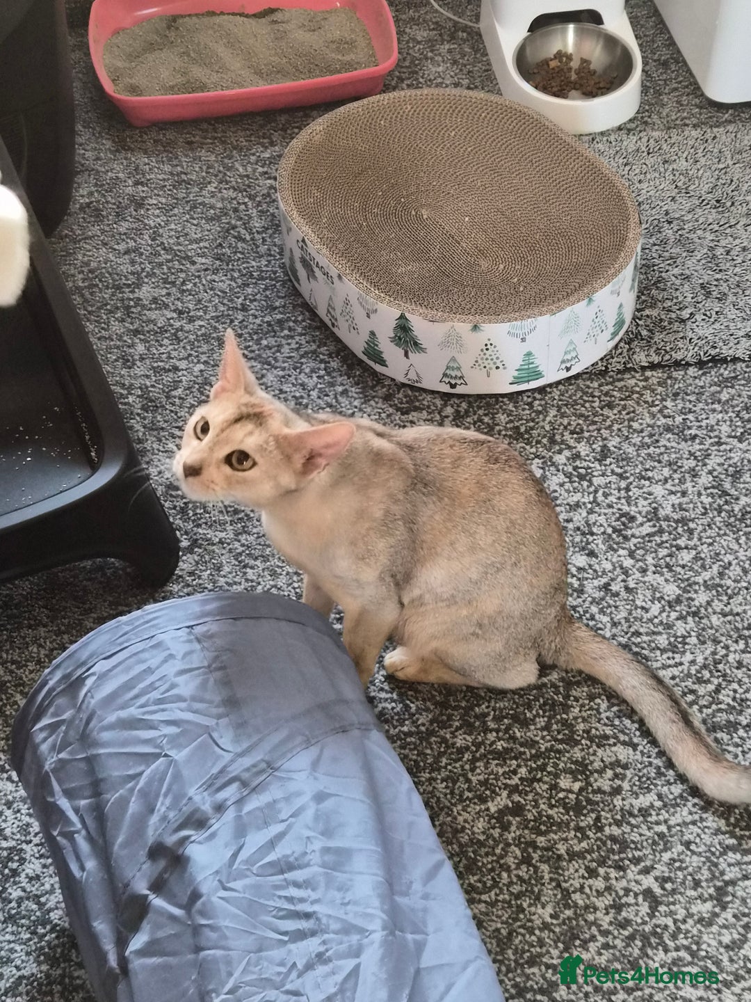 Abyssinian cats for sale: QUEEN ABYSSINIAN READY FOR STUD NOW - Advert 4