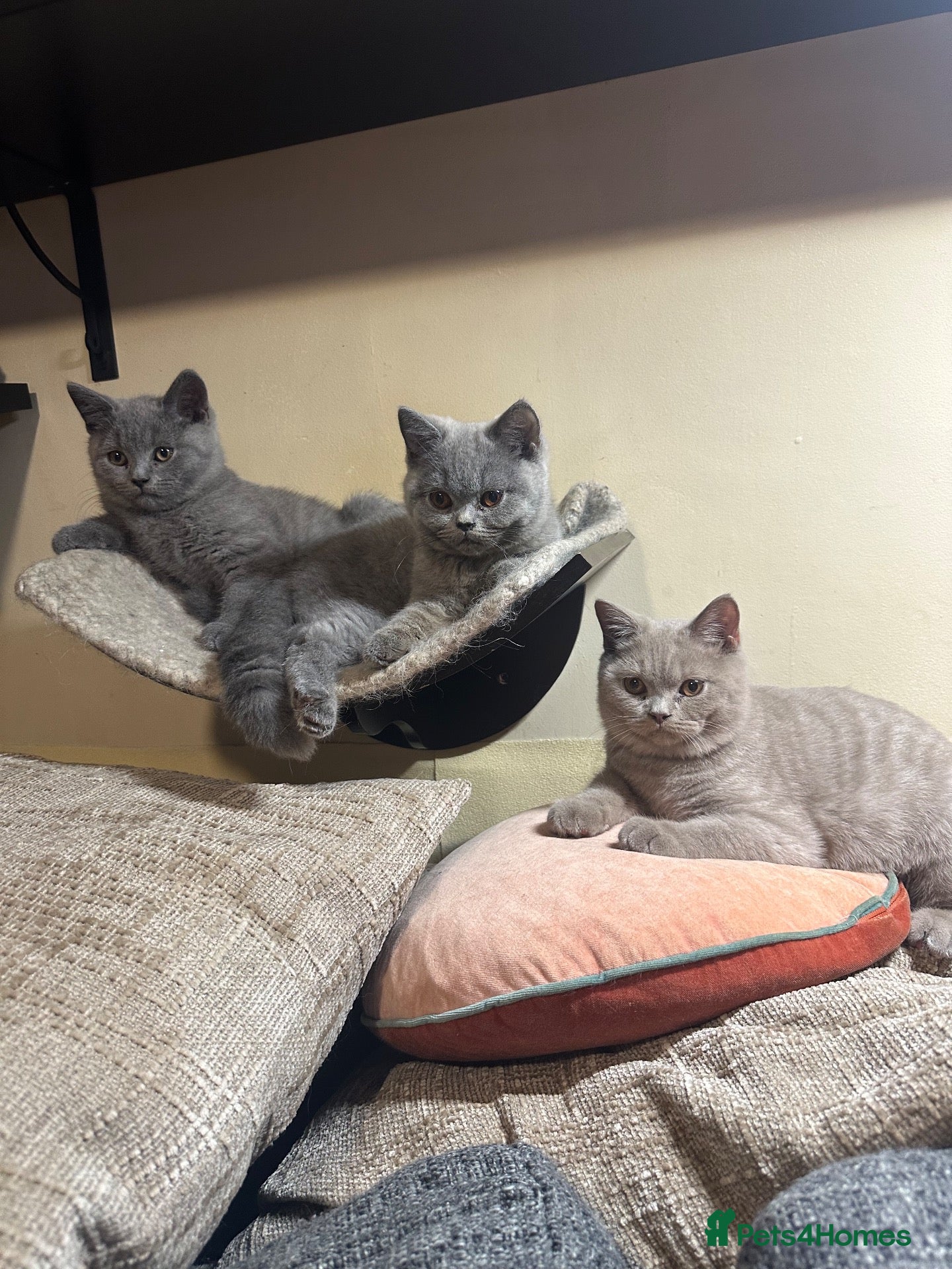 British Shorthair cats British Shorthair GCCF-registered Kittens  - Advert 1