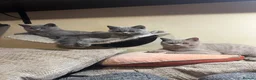 British Shorthair cats for sale: British Shorthair GCCF-registered Kittens  - Advert 1