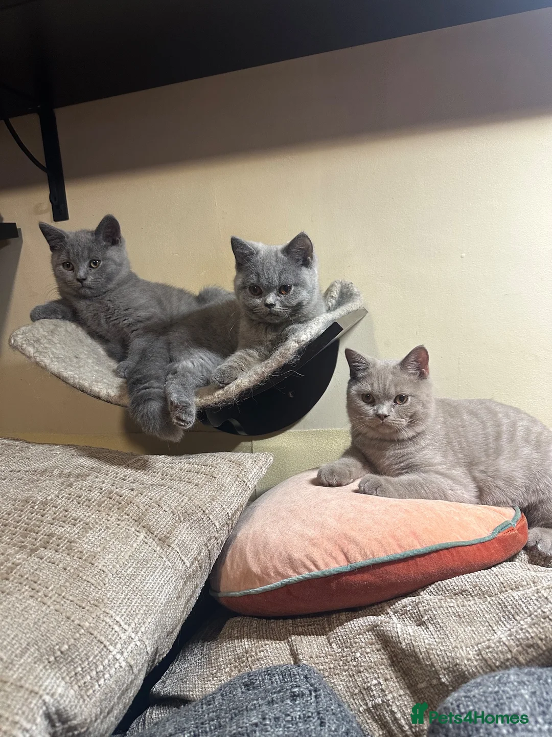 British Shorthair cats for sale: British Shorthair GCCF-registered Kittens  - Advert 1