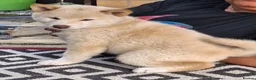 Japanese Shiba Inu dogs for sale: Quality KC registered puppies  - Advert 4