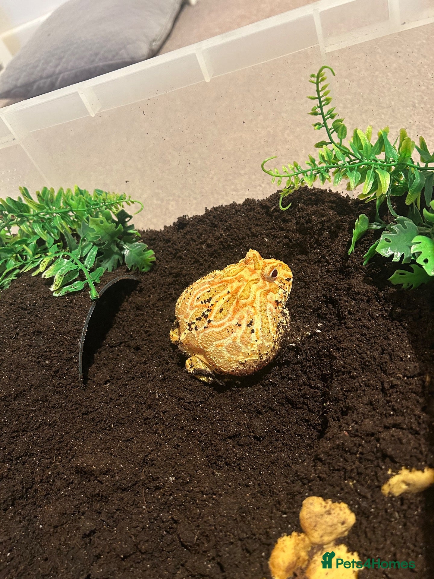 Frog reptiles Apricot Horned Frog - Advert 17