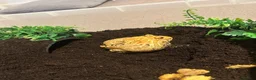 Frog reptiles for sale: Apricot Horned Frog - Advert 1