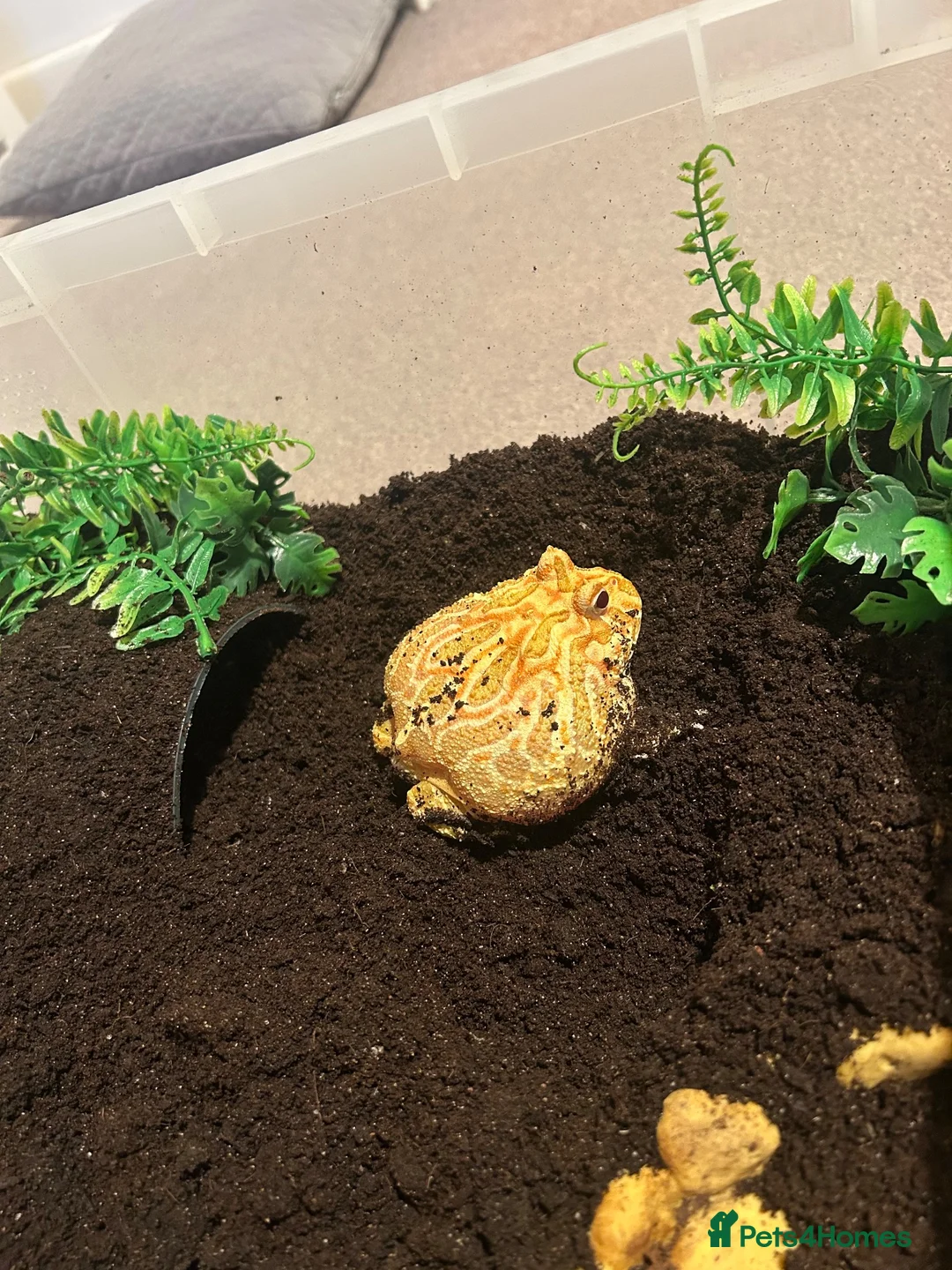 Frog reptiles for sale: Apricot Horned Frog - Advert 1