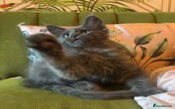 Maine Coon cats for sale: 🔥 TICA Maine coon kittens 🔥  READY NOW 💕💕 - Image 4