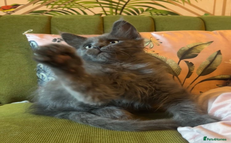 Maine Coon cats - Advert 12