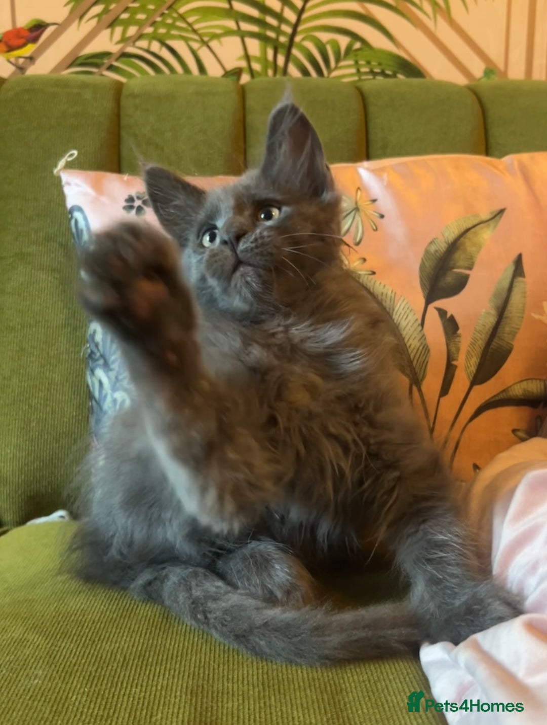 Maine Coon cats for sale: 🔥 TICA Maine coon kittens 🔥  READY NOW 💕💕 - Image 4