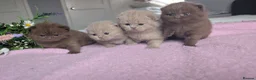 British Shorthair cats for sale: GCCF REGISTERED CHOCOLATE AND LILAC KITTENS - Advert 10