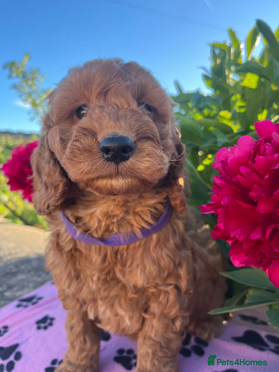 Cockapoo dogs for sale: Stunning cockapoo puppies  - Advert 1