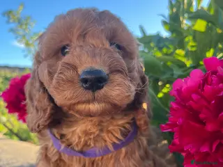 Cockapoo dogs Stunning cockapoo puppies - Advert 2