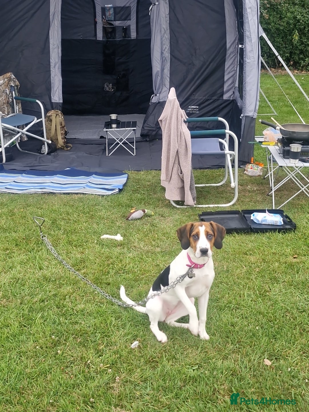 Mixed Breed dogs for sale: Betty - Beagle Spaniel mix - Image 3