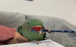 Parakeets birds for sale: Alexandrine and Full set up - Image 2