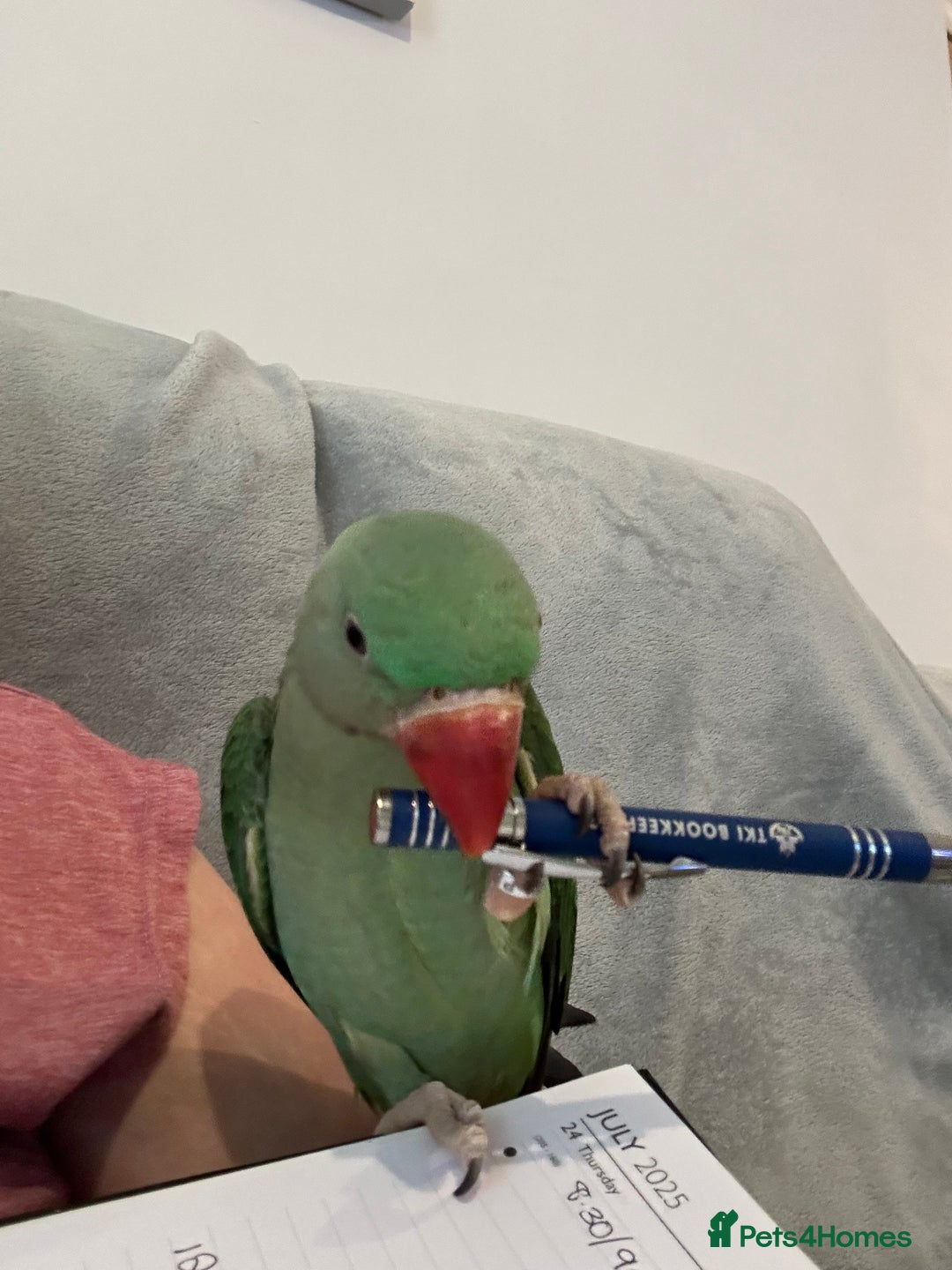 Parakeets birds for sale: Alexandrine and Full set up - Image 2