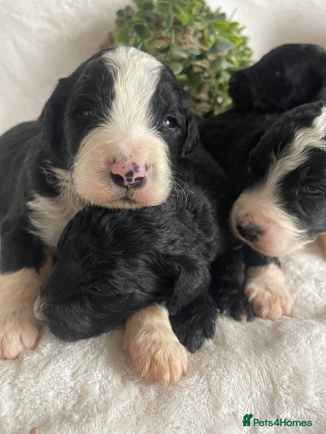 Bernedoodle dogs for sale: STUNNING DNA CLEAR F1 BERNEDOODLES - Image 5