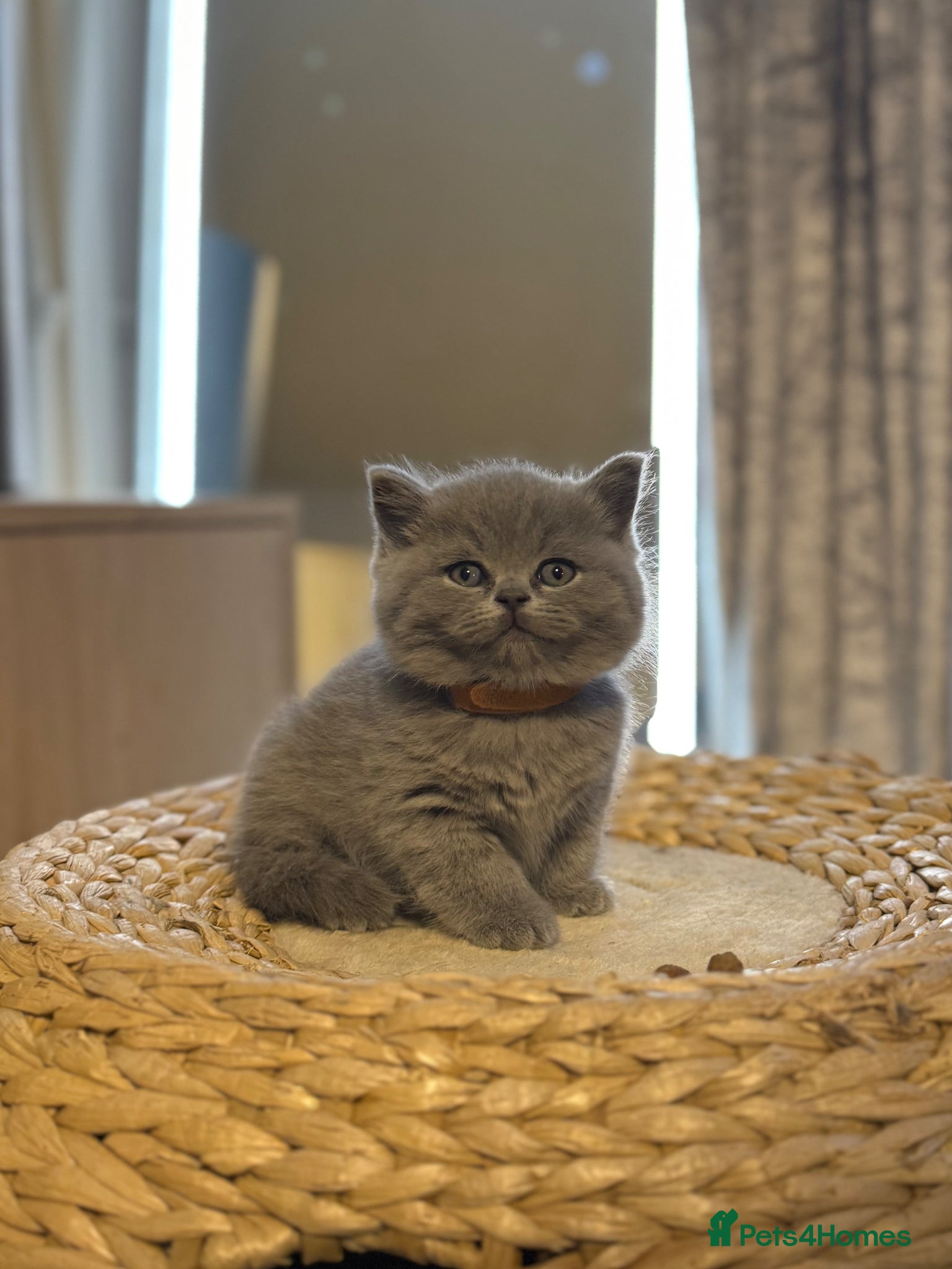 British Shorthair cats Gorgeous British Shorhair kittens 🐾 - Advert 1
