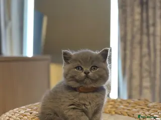 British Shorthair cats Gorgeous British Shorhair kittens 🐾 - Advert 6