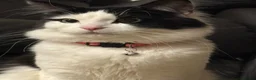 Mixed Breed cats for sale: Two male adult cats for sale  - Advert 6