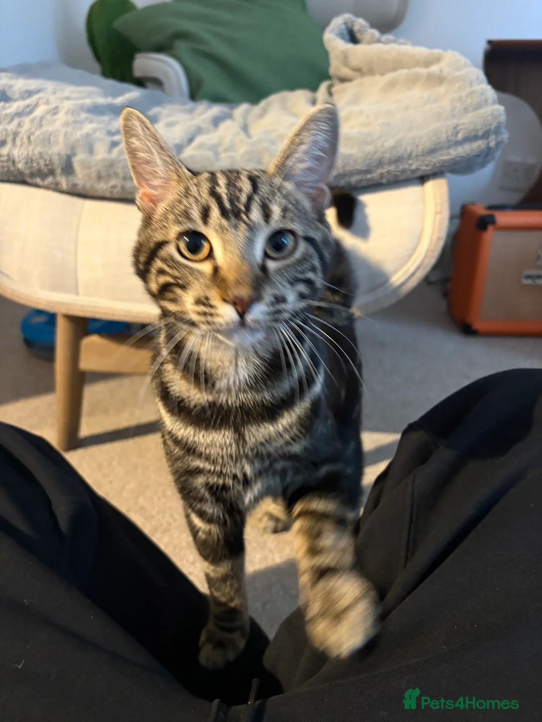 Domestic Shorthair cats for sale: URGENT REHOME for 2 beautiful cats -price for both - Advert 5